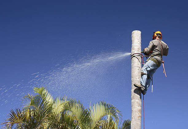 How Our Tree Care Process Works  in  Mount Wolf, PA