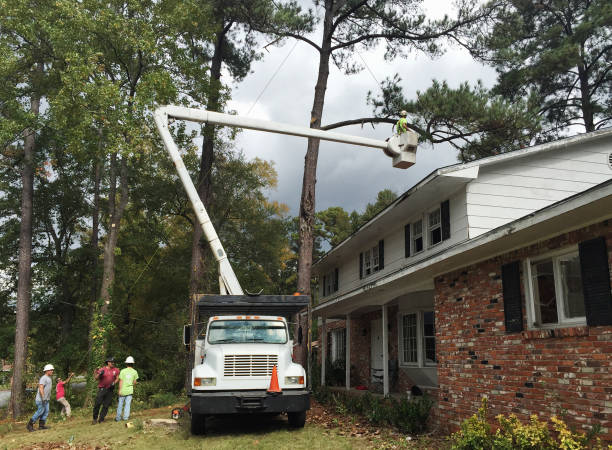 Professional Tree Care in Mount Wolf, PA