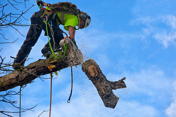 Lawn Watering Services in Mount Wolf, PA